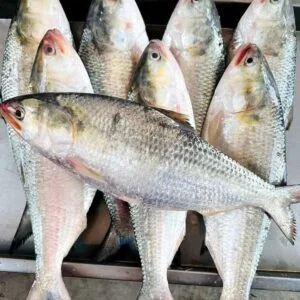 ১০ পিস ৫ কেজি =১৫০০ টাকা